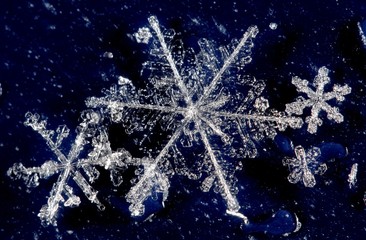 Winter snow crystals