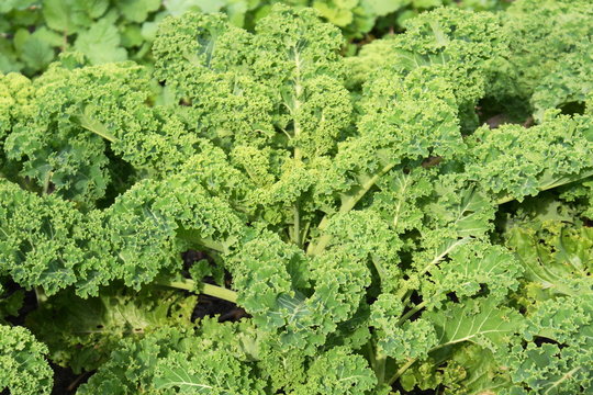Gr&uuml;nkohl-Beet