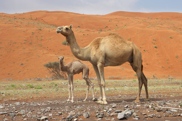 Camel and Calf