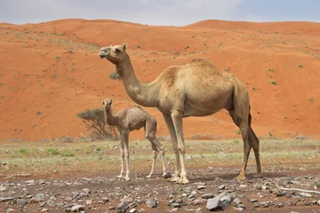 Printed kitchen splashbacks Middle East Camel and Calf