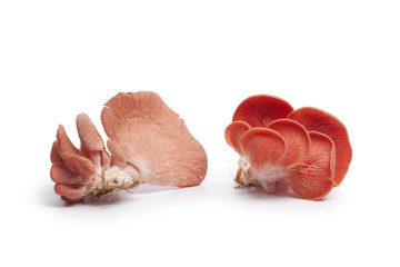 Pink oyster mushrooms