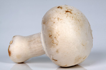 Ein Champignon