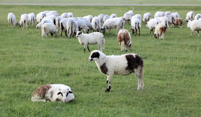 Fototapeta premium Herd of sheep at green meadow