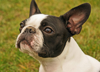 Boston terrier