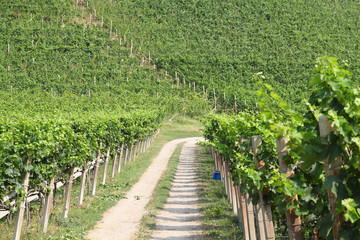 Fototapeta na wymiar Winnic we Włoszech, w regionie Trydent-Górna Adyga