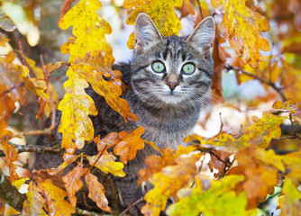 Beautiful kitty sitting on the autumn tree