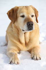 Labrador