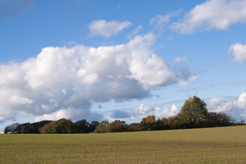 copse on skyline behind sown crop