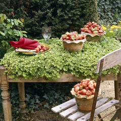 picked strawberries in a garden