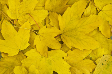 yellow leaves background