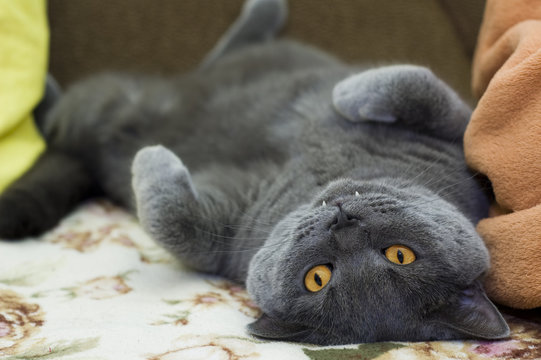 British cat upside down