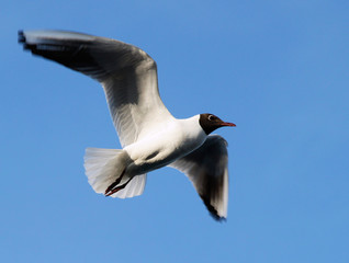 Gull River