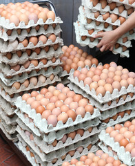 egg chicken