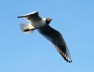 Gull River