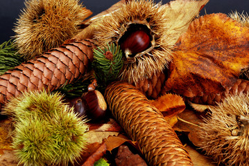 Bosco di castagne