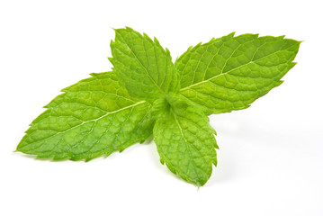 frische Ackerminze auf weissem Hintergrund