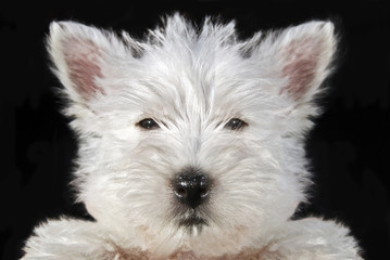 terrier west higland