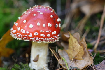 Fliegenpilz