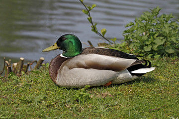 Stockente, Anas platyrhynchos - Mallard in Germany