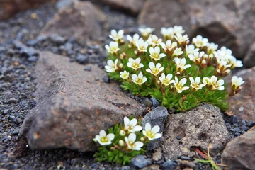 Abwaschbare Fototapete Arktische Blumen © Vladimir Melnik