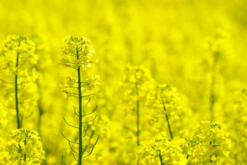 Obraz premium rape flower