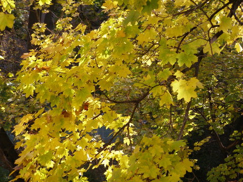 yellow or brown autumn leaves background