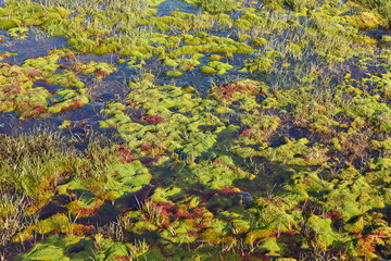 Arctic moss Ã¢Â?Â? polar colors