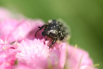 Veränderlicher Edelscharrkäfer - gnorimus variabilis