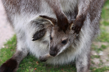 Bennett-Känguru mit Baby im Beutel