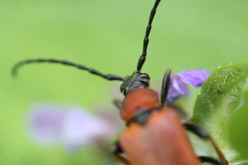Gemeiner Bockkäfer (Cerambycidae)