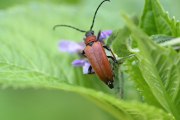 Gemeiner Bockkäfer (Cerambycidae)