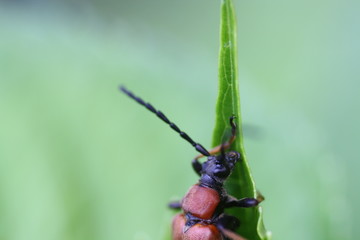 Gemeiner Bockkäfer (Cerambycidae)