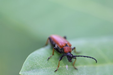 Gemeiner Bockkäfer (Cerambycidae)