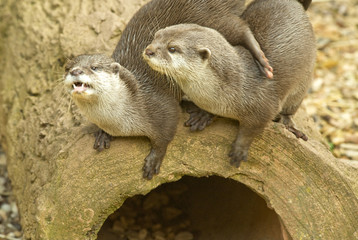 Two Otters playing
