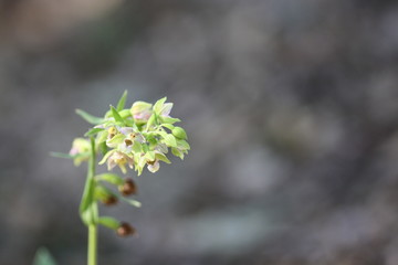 Orchidee