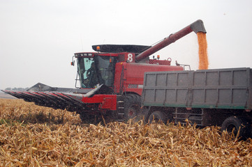 Fototapeta premium Harvesting corn