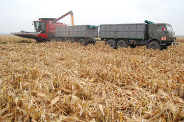 Harvesting corn