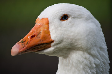 Closeup of a Goose