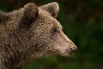 Wild Bear In The Forest