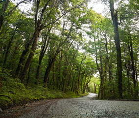 Fototapeta premium Rainforest road