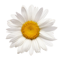 chamomile flower isolated with clipping path