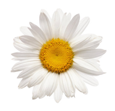 Fototapeta chamomile flower isolated with clipping path