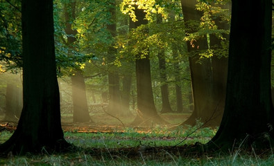 beech forest with fog and warm sunshine in autumn, fall