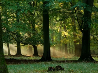  beech forest with fog and warm sunshine in autumn, fall © Arrlfx