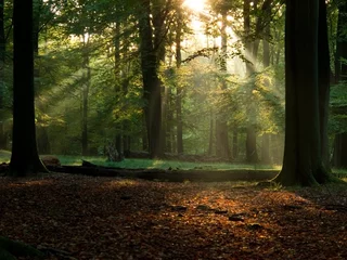  beech forest with fog and warm sunshine in autumn, fall © Arrlfx