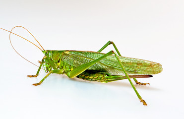 Heupferd