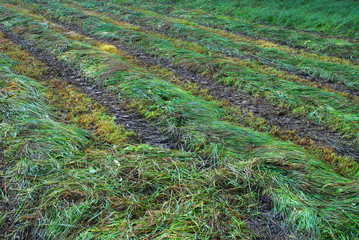 Geschnittenes Gras und Heu