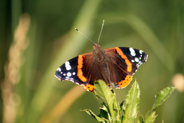 Admiral (Vanessa atalanta)