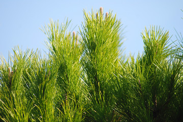 PINUS PINEA O PINO PIÑONERO. DETALLE DE LAS ACÍCULAS