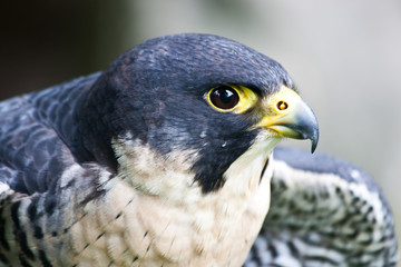 Falcon